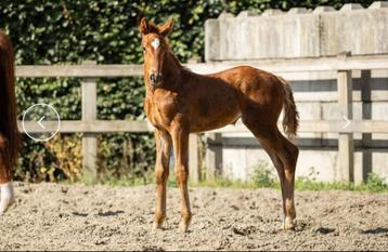 Dressuurmerrieveulen Vatiki (Viva Romance x Floriscount x We beschikbaar voor biedingen