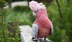 rosalbin pop, Dieren en Toebehoren, Vogels | Parkieten en Papegaaien, Vrouwelijk, Papegaai, Geringd
