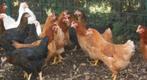 Poules pondeuses brunes et autres - œufs directs