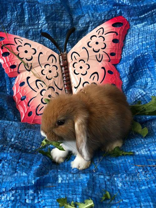 Konijn dwergkonijn konijnen dwergkonijnen ndh, Dieren en Toebehoren, Konijnen, Klein