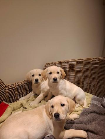 Goldador pups golden (retriever x labrador) beschikbaar voor biedingen