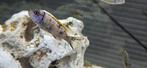 Trewavasae ob malawi cichlide hobbykweek, Dieren en Toebehoren, Vissen | Aquariumvissen, Vis, Zoetwatervis