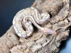 Python regius, Dieren en Toebehoren, Reptielen en Amfibieën, Slang, Tam, 0 tot 2 jaar