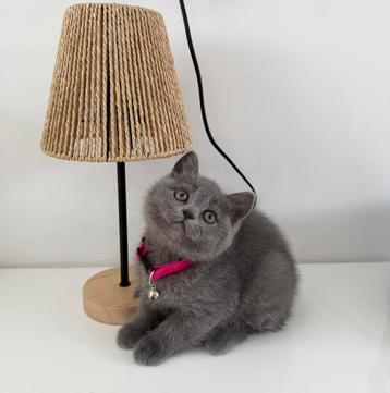 Britse Korthaar Kitten (laatste van de nest) beschikbaar voor biedingen
