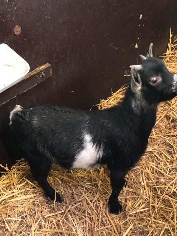 Zwart schimmel bok lam., Dieren en Toebehoren, Schapen, Geiten en Varkens, Geit, Mannelijk