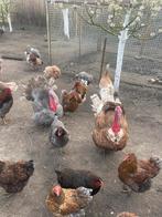 Broedeieren kalkoen, Dieren en Toebehoren, Pluimvee, Kalkoen