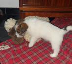 Ruwharige Jack Russell pups, Dieren en Toebehoren, België, Fokker | Hobbymatig, Jack Russell Terriër, 8 tot 15 weken