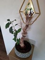 Plant met pot, Ophalen