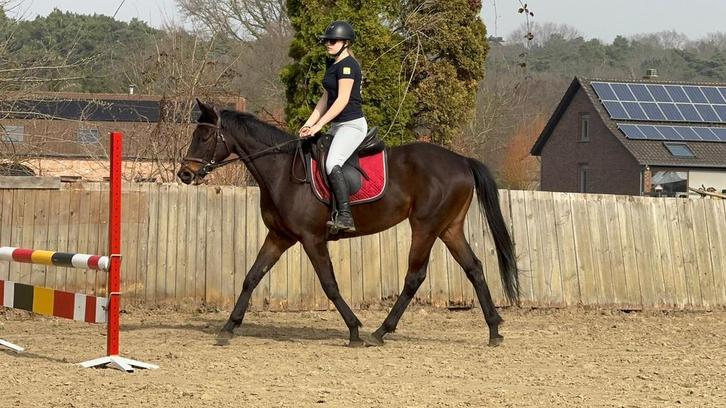 Kitkat, Knappe ruin van 162 en 4 jaar, Dieren en Toebehoren, Paarden, Ruin, M