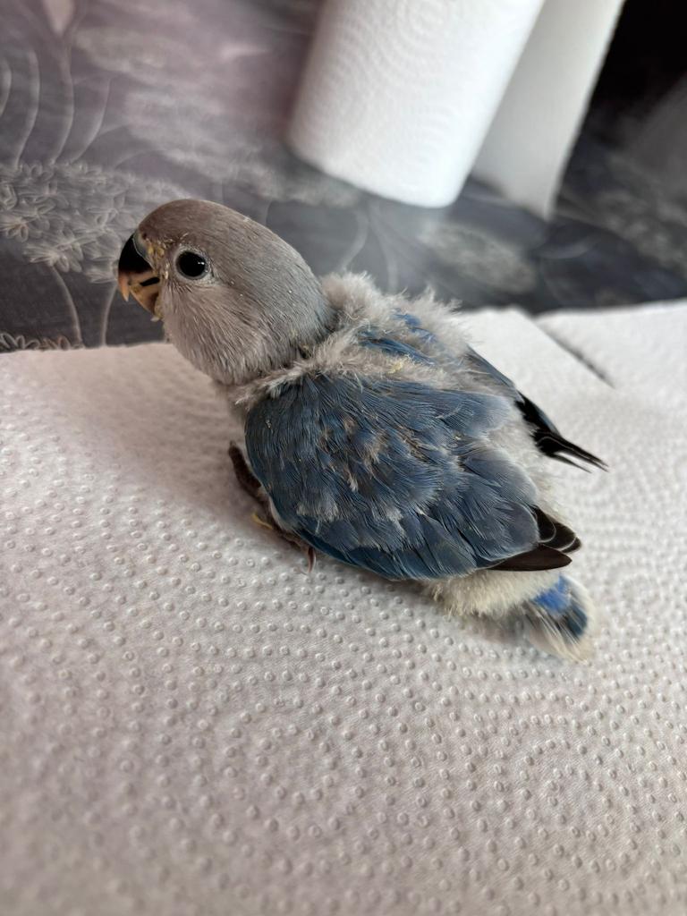 Agapornis (dwergpapegaai), Dieren en Toebehoren, Vogels | Parkieten en Papegaaien