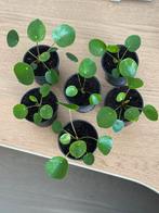 Plantes Pilea - 4€/plante, Plante verte, Enlèvement, Ombre partielle, Moins de 100 cm