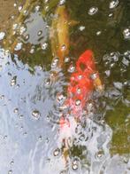 9 poissons japonais koi, Animaux & Accessoires