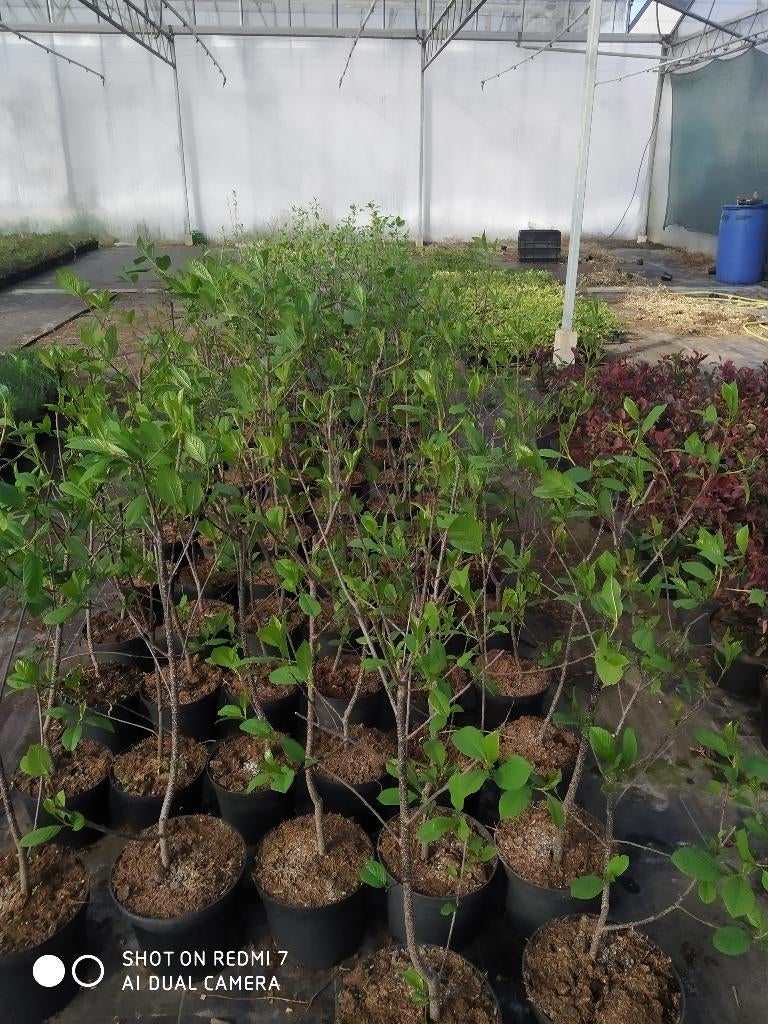 Bijen Boom sporkehout, Tuin en Terras, Planten | Bomen, 100 tot 250 cm, Zomer, Zuilboom, Ophalen