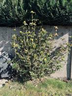 Struiken en planten, Tuin en Terras, Ophalen