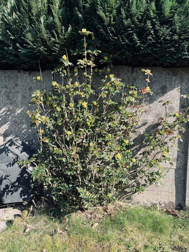 Struiken en planten, Tuin en Terras, Planten | Struiken en Hagen, Ophalen