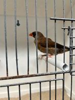 Japanse meeuw x zebravink, Dieren en Toebehoren