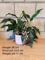 Petite plante en cuillère avec pot, Autres espèces, En pot, Plante à fleurs, Moins de 100 cm