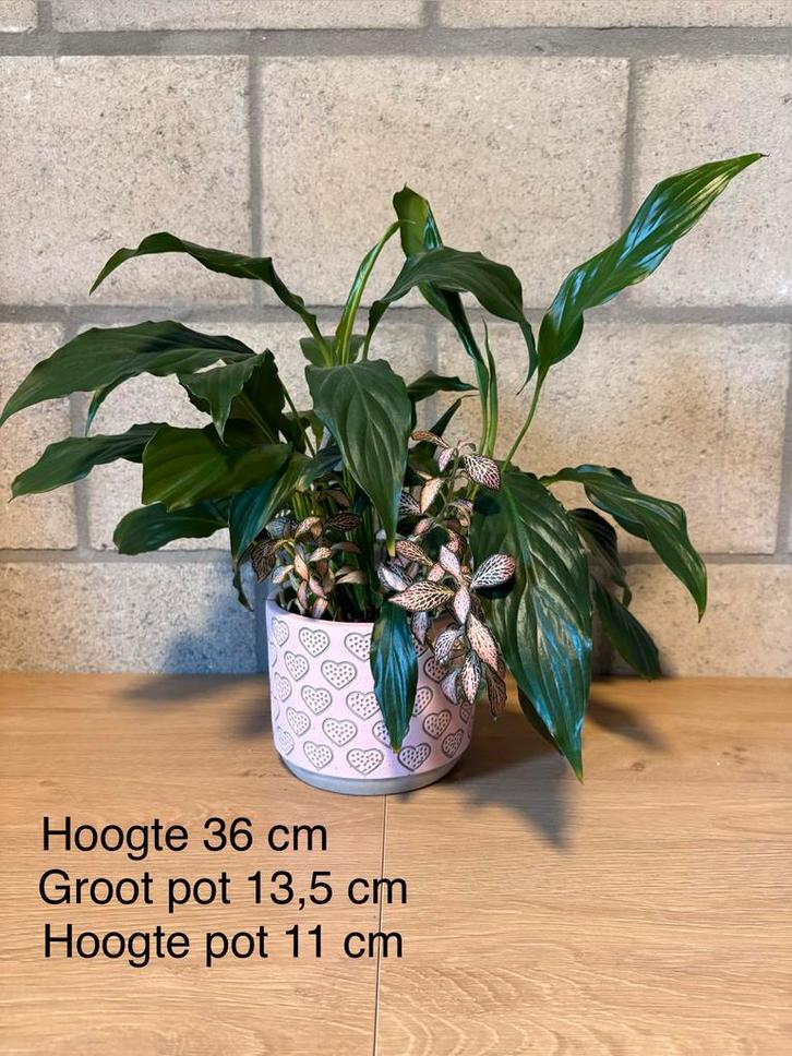 Lepelplant klein met pot, Huis en Inrichting, Kamerplanten, Overige soorten, Minder dan 100 cm, Bloeiende kamerplant, Halfschaduw