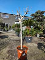 Ficus Carica - Vijgenboom, Tuin en Terras, Planten | Fruitbomen, Ophalen, Vijgenboom