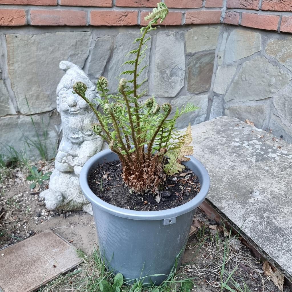 Meerjarige tuinplant Varen Eigen kweek Grote kweekpot emmer, Ophalen of Verzenden, Zomer, Vaste plant, Varens