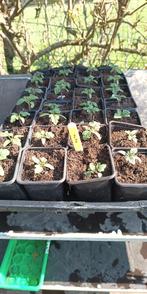 plants de tomates Tiny Tim tomates cerises basses, Jardin & Terrasse, Plantes | Jardin, Annuelle, Été, Enlèvement, Plantes potagères