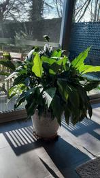 Mooie gezonde kamerplant + pot , Spathiphyllum, Huis en Inrichting, Kamerplanten, Ophalen