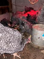 Hanen mechelse koekoek kippen, Mannelijk, Kip