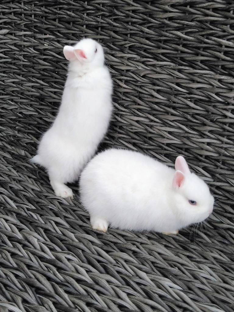 Kleurdwerg konijntje .... Pooltje, Enlèvement