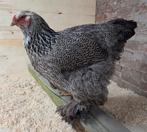 Brahma zilverpatrijs hen, Dieren en Toebehoren, Pluimvee, Vrouwelijk, Kip