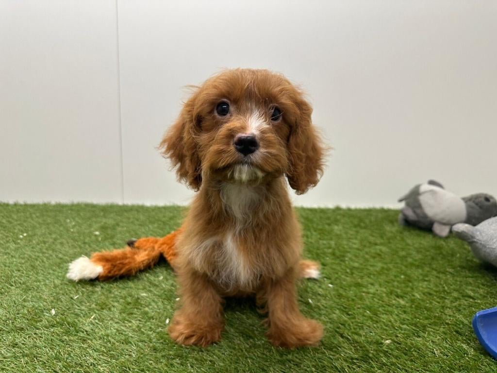 Cavapoo pups, België, 8 tot 15 weken, Parvo, Meerdere