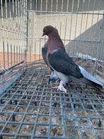 Morbas super, Dieren en Toebehoren