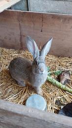 Vleeskonijnen, Plusieurs animaux, Grand, 0 à 2 ans