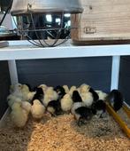 Australorp kuikens op aanvraag, Poule ou poulet