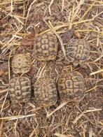 Griekse landschildpadjes, Dieren en Toebehoren, Schildpad, 0 tot 2 jaar