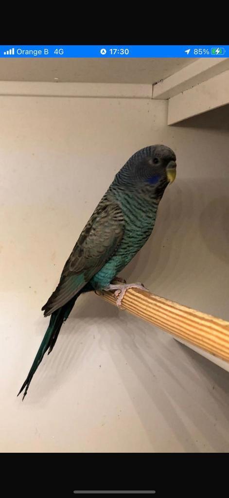 Veel soorten kromsnavels gevraagd!!, Animaux & Accessoires, Oiseaux | Perruches & Perroquets