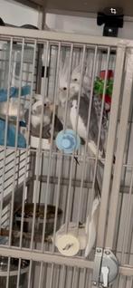 Calopsitte epp, Animaux & Accessoires, Oiseaux | Perruches & Perroquets, Mâle