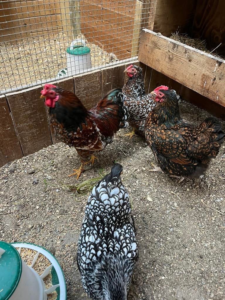 Wyandotte broedeieren, Dieren en Toebehoren