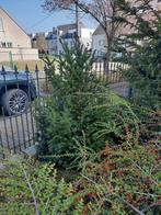 Taxus struiken GRATIS, Tuin en Terras, Ophalen of Verzenden