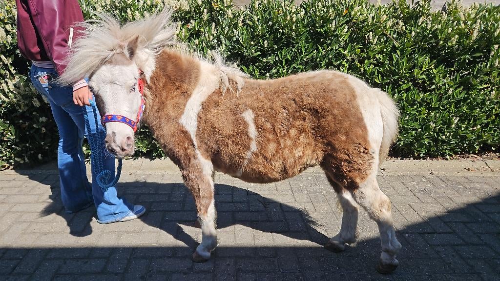 Nmprs mini paardje, Met stamboom, Ruin, Niet van toepassing, 0 tot 2 jaar