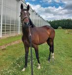 Talentvolle 4-jarige dressuurmerrie, Cheval de dressage, Débourré, 160 à 165 cm, Jument