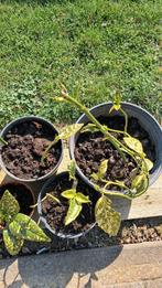 Jonge vaste planten'Acuba Japonica' broodboom., Ophalen, Struik, 100 tot 250 cm