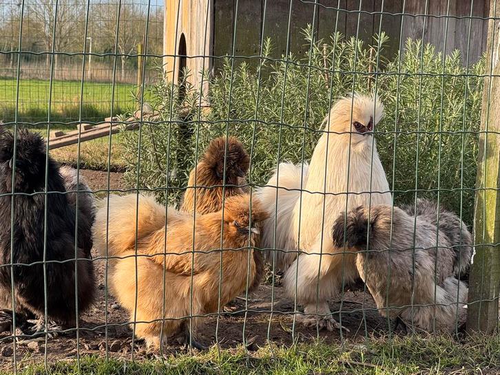 Zijdehoen - haan - wit - 3 stuks, Animaux & Accessoires, Volatiles