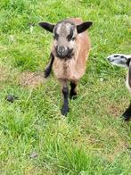 Kameroenschaap, Dieren en Toebehoren, Schapen, Geiten en Varkens, Mannelijk, Schaap, 0 tot 2 jaar