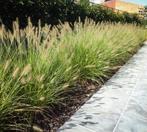 Pennisetum "Hameln", Enlèvement, Plein soleil