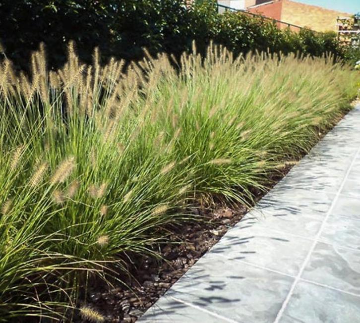 Pennisetum "Hameln", Jardin & Terrasse, Plantes | Jardin, Plein soleil, Enlèvement