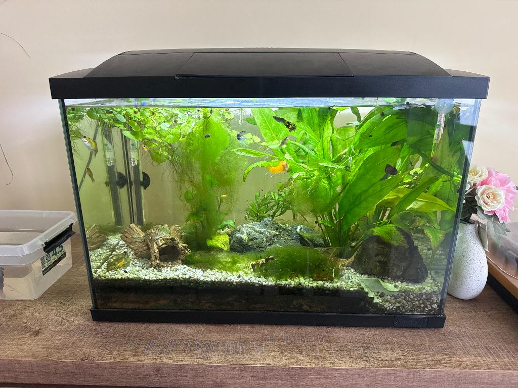 Aquarium, Aquarium d'eau douce rempli, Poissons inclus, Comme neuf, Enlèvement