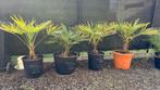 Winterharde palmboom - Trachycarpus fortunei x wagnerianus, Tuin en Terras, Ophalen