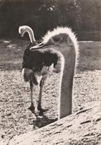 STRUISVOGELS, Verzamelen, Postkaarten | Dieren, Verzenden, Ongelopen, Vogel