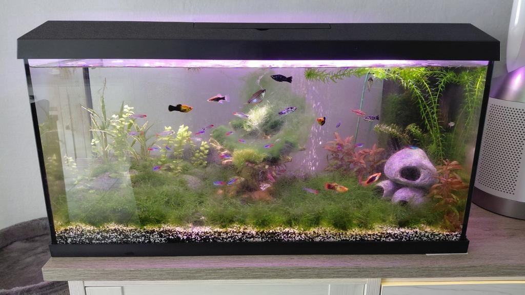 Juwel 110 alle toe behoren + deco + vissen, Ophalen, Juwel