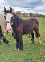 Lieve c pony, Dieren en Toebehoren, Hengst